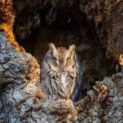 Eastern screech owl grey morph roosting at tree cavity opening
