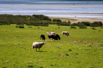 放牧中のヒツジ