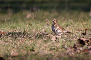 Song thrush (Turdus philomelos) looking for food