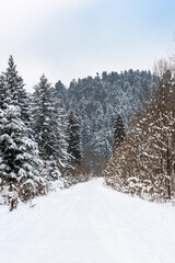 Trial Trough Snow Covered Wildernes Forest in Mountains. Bieszczady Park in Poland