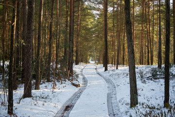 leśna zimowa ścieżka © Marcin Łazarczyk