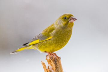 greenfinch sits on a broken  tree