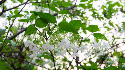 A white flower named MOK or Wrightia religiosa. A bunch of white flowers on a branch with green leaves.