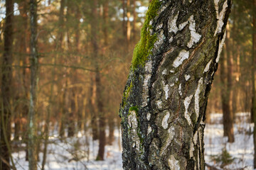 zimowe drzewa © Marcin Łazarczyk