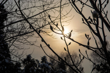 Magnolia buds on branches in winter park