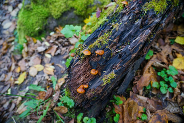 Naklejka na ściany i meble Small mushrooms grow on an old log. A log overgrown with moss