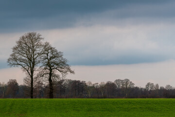 Tree in meadow in stormy weather
