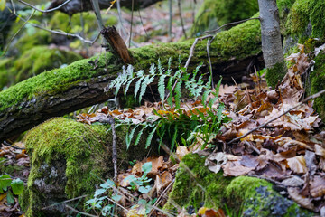 Fern in the autumn forest grows near a fallen tree