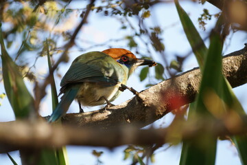 Pájaro comiendo hormiga