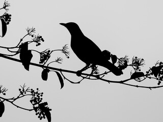 Nature sketch: black silhouette of blackbird on the branch on light gray background