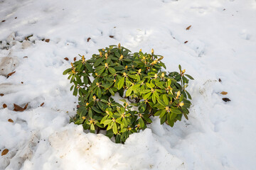 Close up view of rhododendron plant under snow. Beautiful nature backgrounds. 