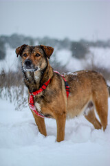 dog in snow