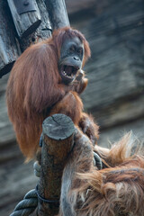 The orangutan opened his mouth. Primates at the zoo.