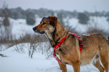 dog in snow