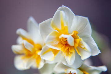 Fototapeta na wymiar white and yellow daffodil