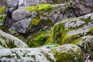 Naklejka na ściany i meble A large stone overgrown with moss lies among the trees. Stone and moss texture
