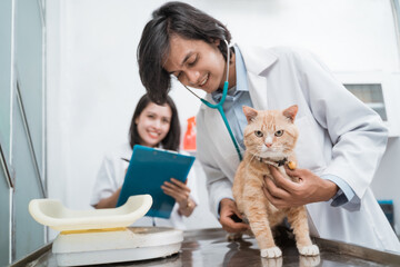 Healthy cats are examined using a stethoscope by a male doctor and a female doctor writing notes at the vet clinic