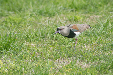 Southern lapwing on  the green field                                     