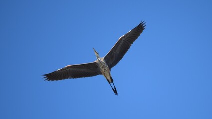 Fototapeta na wymiar Great Blue Heron in flight.
