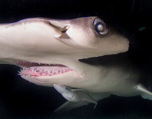 Jaws of Great Hammerhead Shark.
