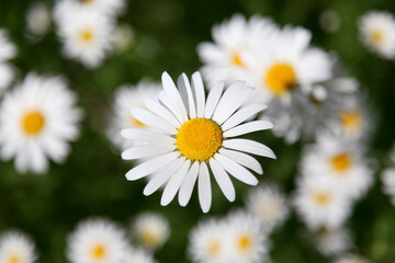 Obraz na płótnie Canvas Beautiful white daisies, (Leucanthemum), close-up.