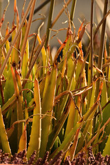 Obraz premium aloe forest