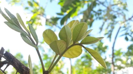 green leaves in the wind