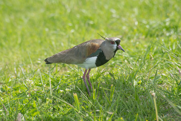 Southern lapwing on the grass field           