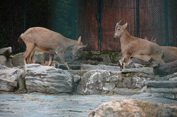 The West Caucasian goat in Frankfurt zoo