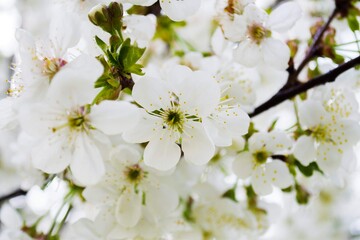 Blooming tree
flowering garden
Cherry blossoms
spring tree
spring in the garden
