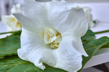 Fototapeta na wymiar Beautiful white thorn apple, (Datura stramonium) close-up.