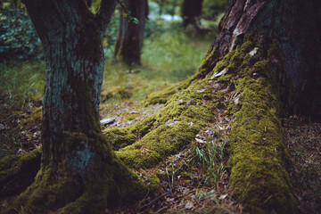 Moss covered tree roots in forest