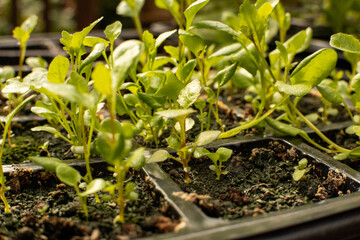 Growing seedlings in tray in a greenhouse