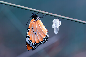 Amazing moment ,Monarch Butterfly , caterpillar, pupa and emerging with clipping path.