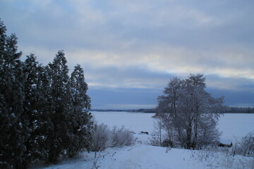 snow covered trees