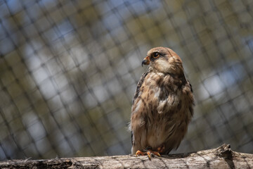 Portrait of a common kestrel sitting on a wooden branch in the background of fencing.(Falco tinnunculus)