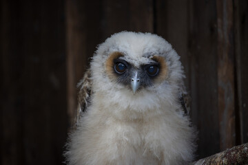 Close up portrait of a baby brown wood owl (strix leptogrammica)