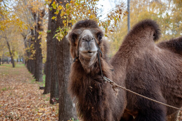 Camel in the autumn park close up.