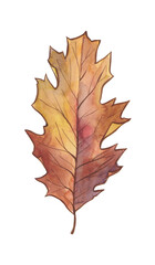 Obraz premium Watercolor autumn gold, orange, burgundy, brown and red leaves.