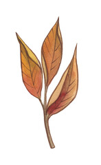 Watercolor autumn gold, orange, burgundy, brown and red leaves.