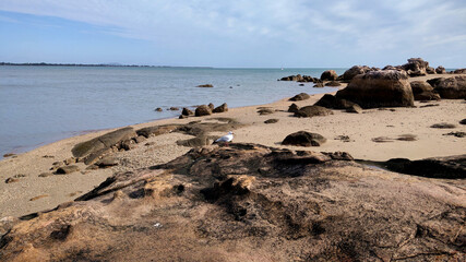seagull on the rocks