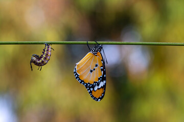 Naklejka premium Amazing moment ,Monarch Butterfly , caterpillar, pupa and emerging with clipping path.