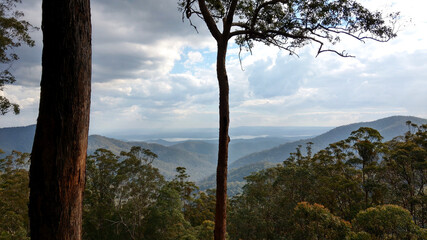 Obraz premium unending forests