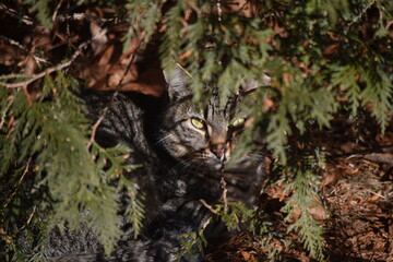 Feral Cat.