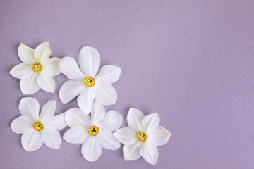 Beautiful white daffodil flowers on a gray background. Copy space. Spring flowers
