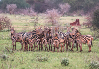Obraz premium zebra group in bushy landscape playing and looking