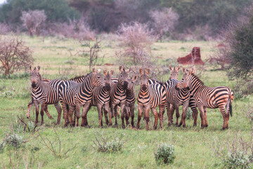 Fototapeta na wymiar zebra group in bushy landscape playing and looking