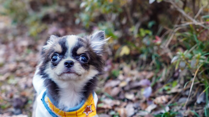 Fototapeta premium portrait of a chihuahua