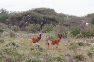 hartebeest couple standing in scenic bushy landscape