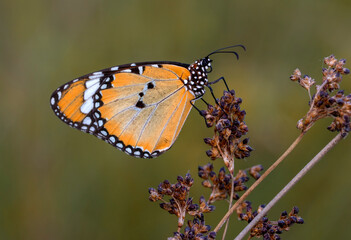 Macro shots, Beautiful nature scene. Closeup beautiful butterfly sitting on the flower in a summer garden.